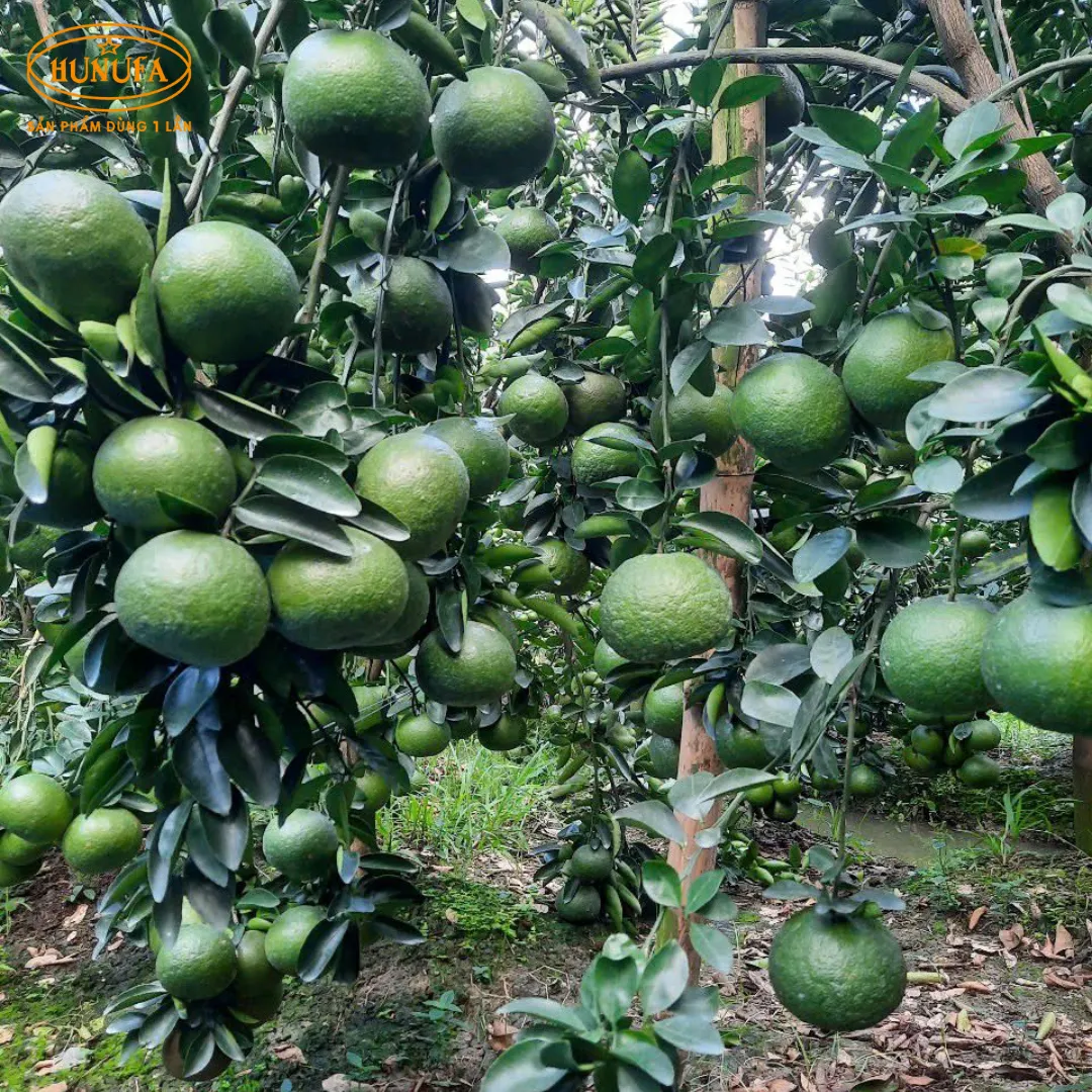 Vựa cam tươi ngon, cung cấp cam sỉ và lẻ, giá rẻ, đảm bảo chất lượng 