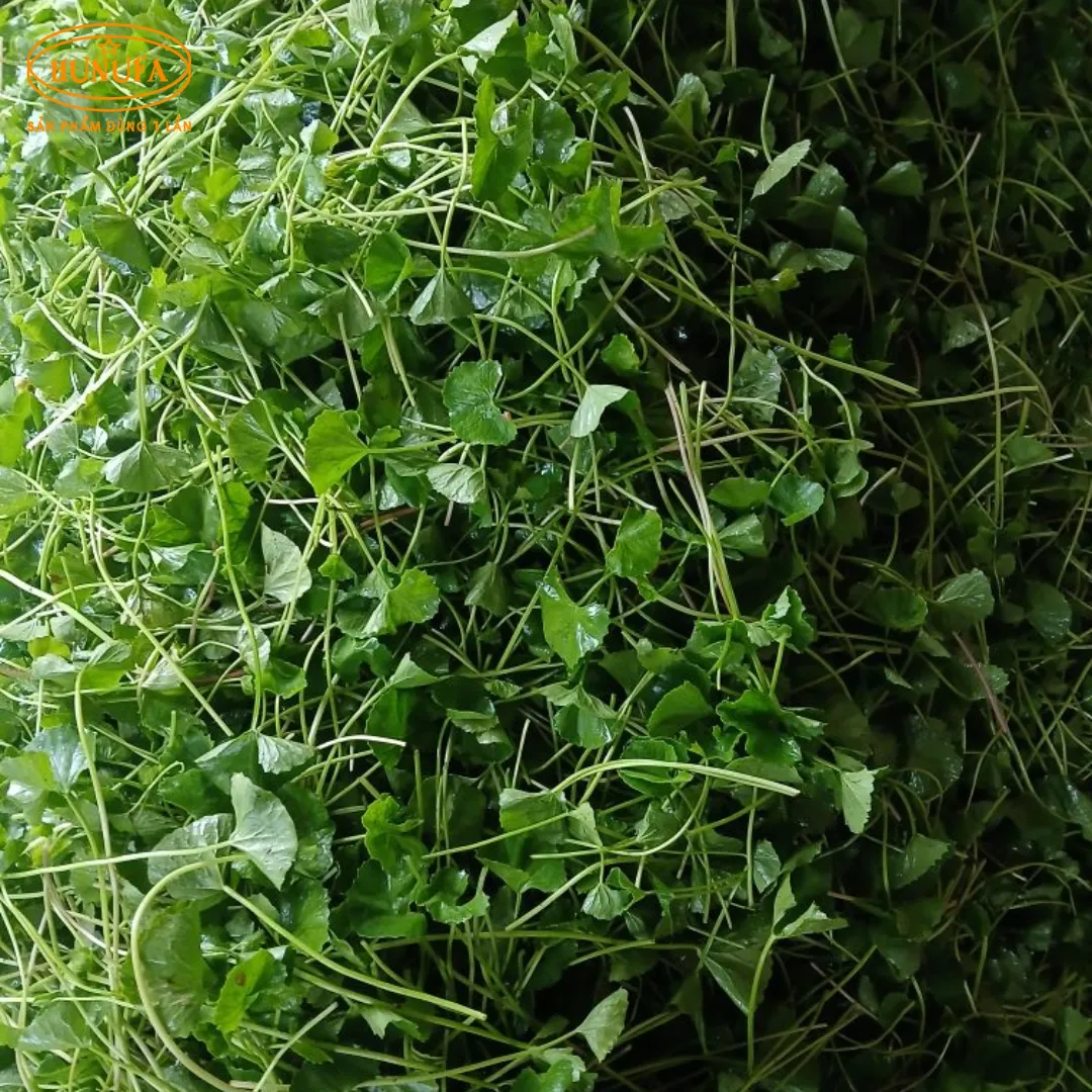 Tổng hợp các vựa rau má uy tín, giá sỉ cho hàng quán nước