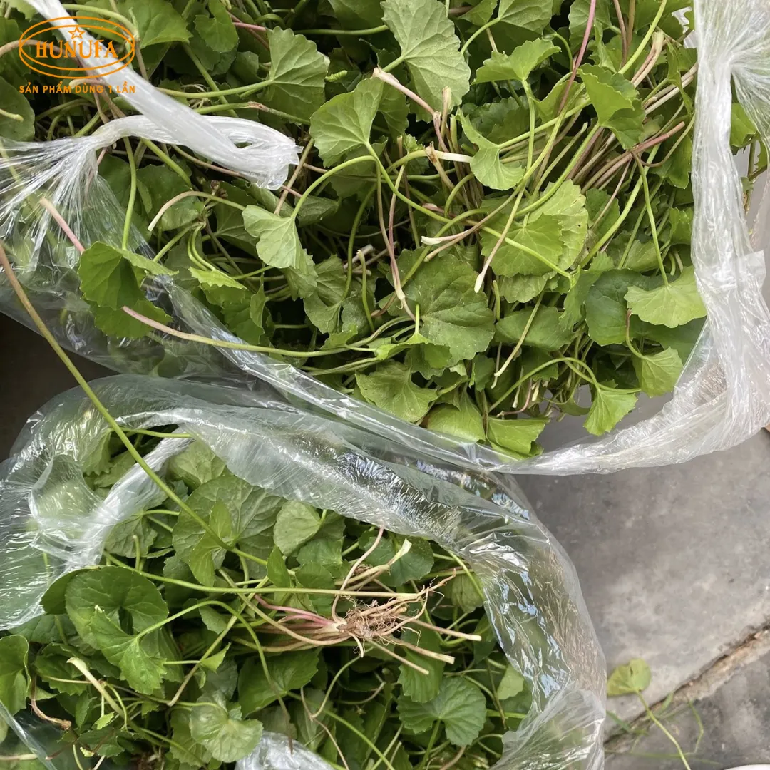 Tổng hợp các vựa rau má uy tín, giá sỉ cho hàng quán nước