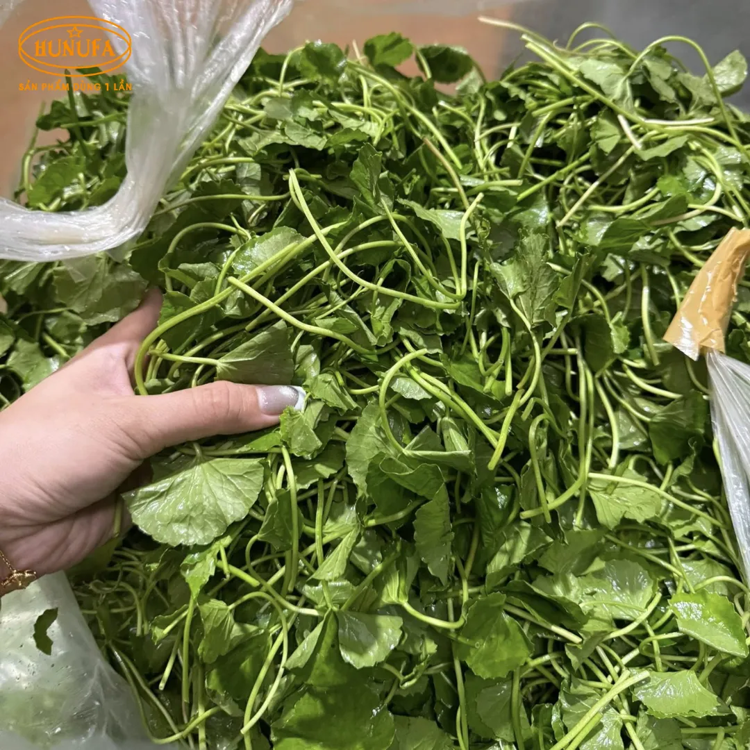 Tổng hợp các vựa rau má uy tín, giá sỉ cho hàng quán nước