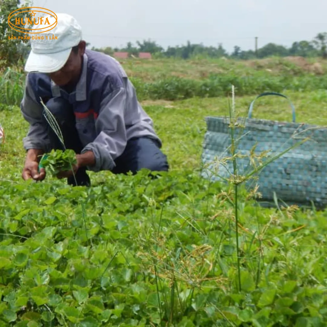 Tổng hợp các vựa rau má uy tín, giá sỉ cho hàng quán nước