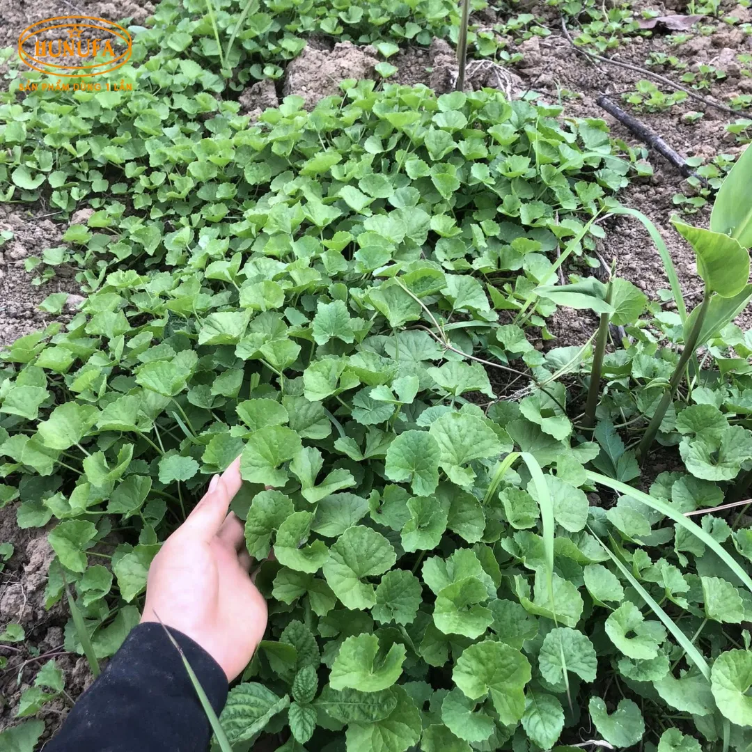 Tổng hợp các vựa rau má uy tín, giá sỉ cho hàng quán nước