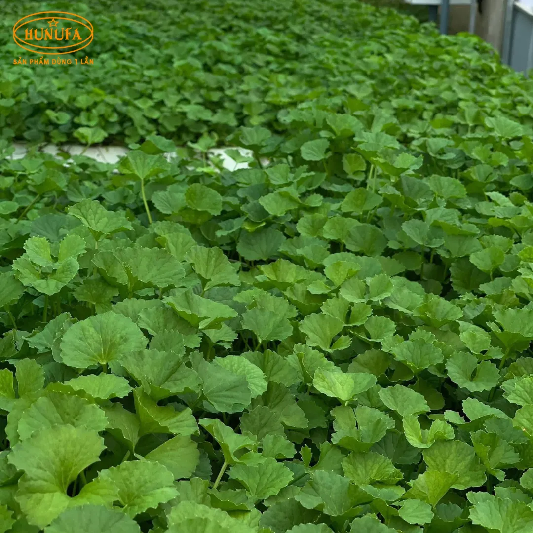 Tổng hợp các vựa rau má uy tín, giá sỉ cho hàng quán nước