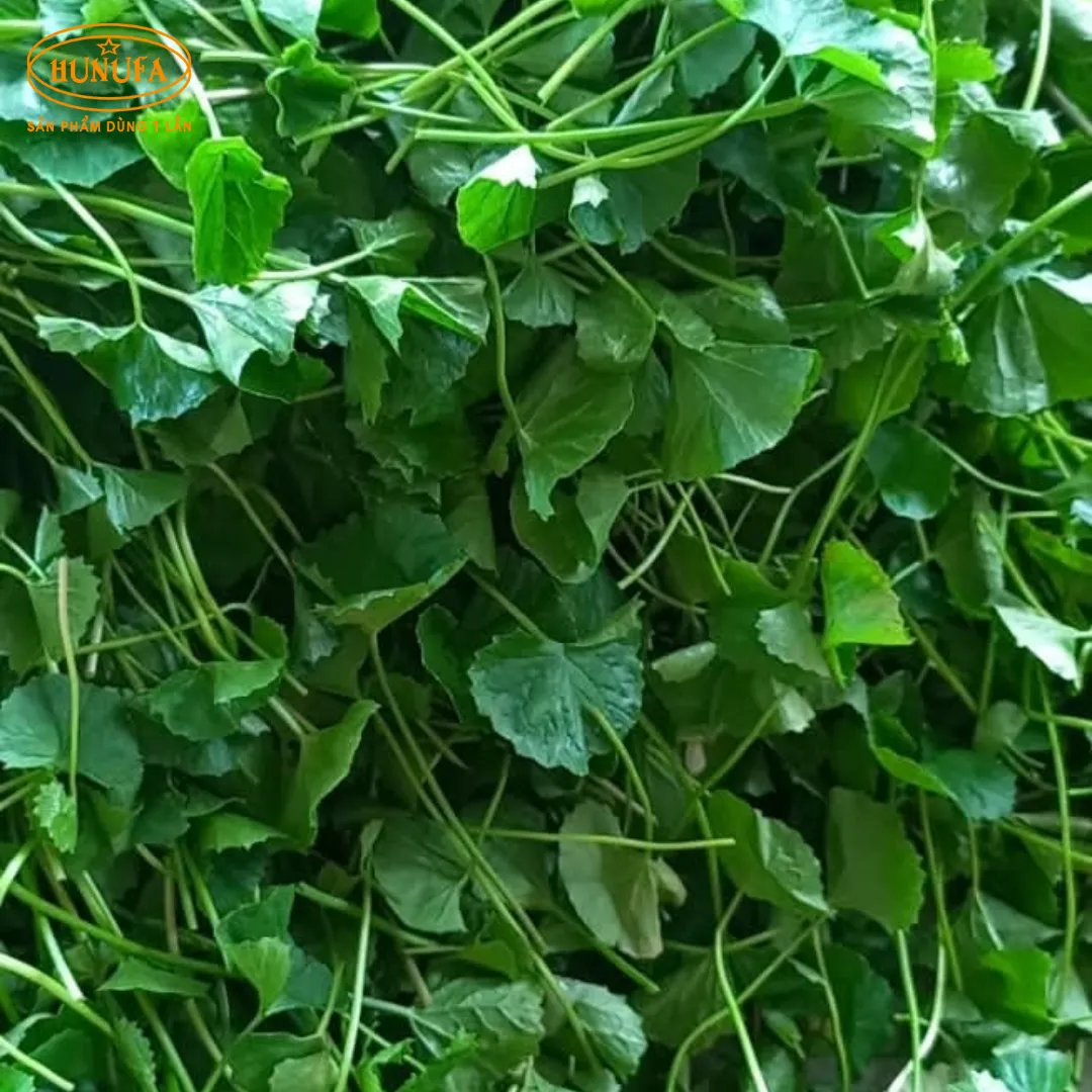 Tổng hợp các vựa rau má uy tín, giá sỉ cho hàng quán nước