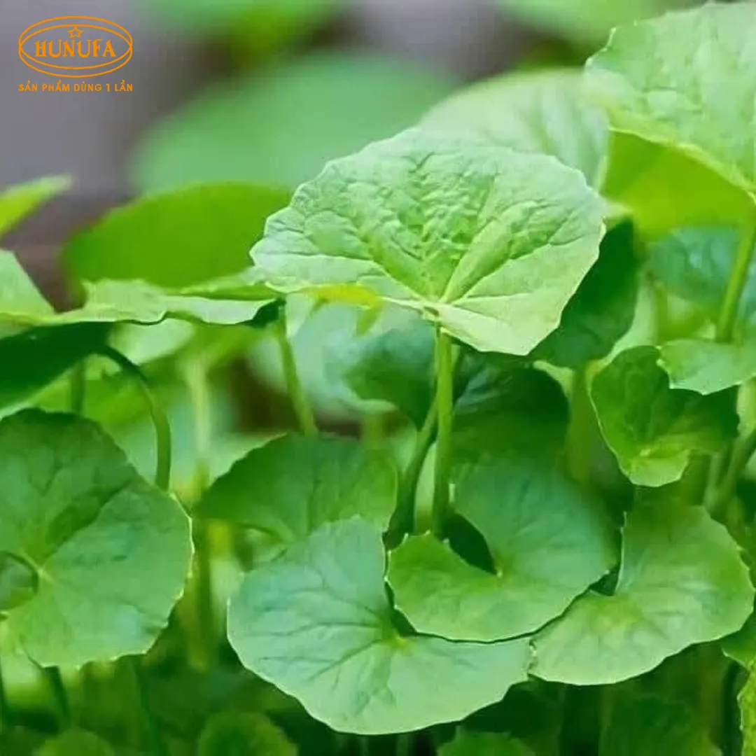 Tổng hợp các vựa rau má uy tín, giá sỉ cho hàng quán nước