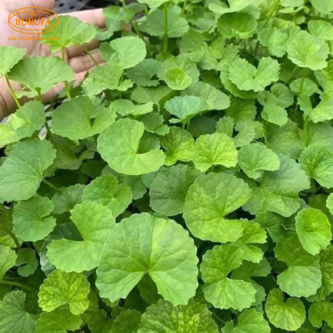 Tổng hợp các vựa rau má uy tín, giá sỉ cho hàng quán nước