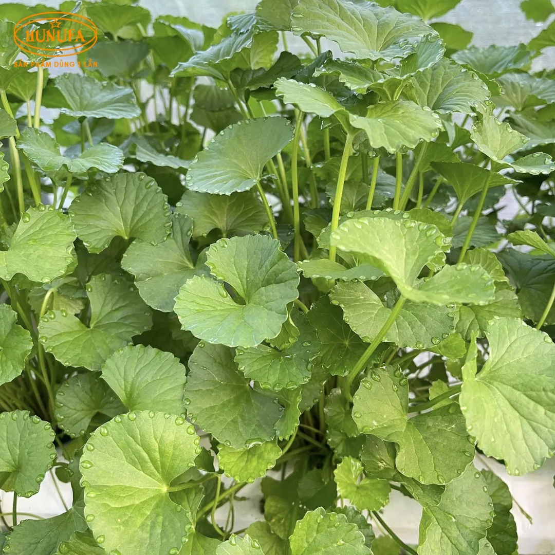 Tổng hợp các vựa rau má uy tín, giá sỉ cho hàng quán nước