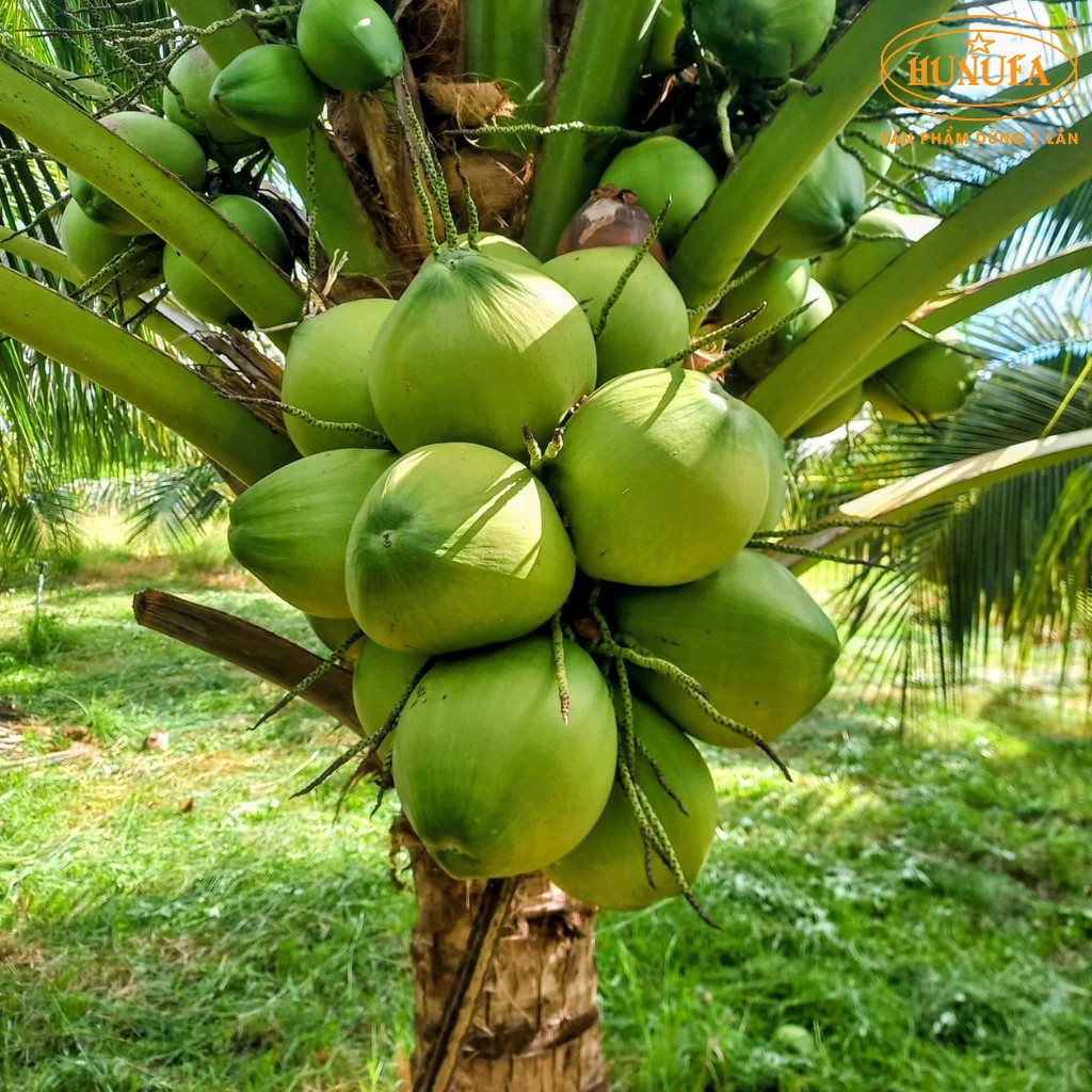 vựa dừa xiêm bến tre