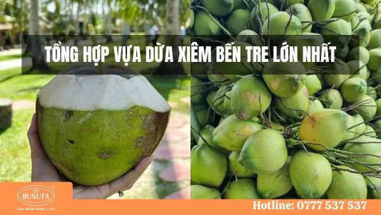 Tổng hợp vựa dừa xiêm Bến Tre lớn nhất - Địa chỉ, thông tin liên hệ